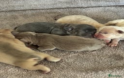 French Bulldog dogs for sale: Frenchie puppies 4 sale  - Image 4