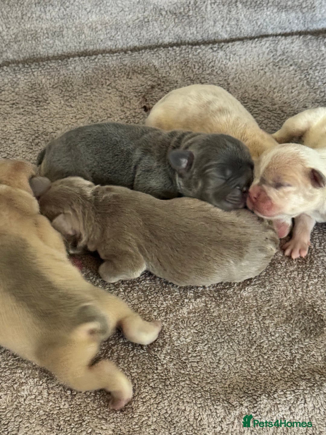 French Bulldog dogs for sale: Frenchie puppies 4 sale  - Image 4