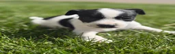 Jack Russell dogs for stud: Jack Russell proven stud dog  - Advert 3