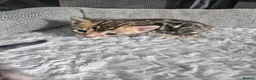 Bengal cats for sale: Stunning bengal kittens  - Advert 14