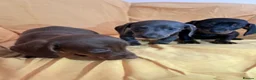Miniature Dachshund dogs for sale: Miniature dachshund puppies ready now - Advert 6