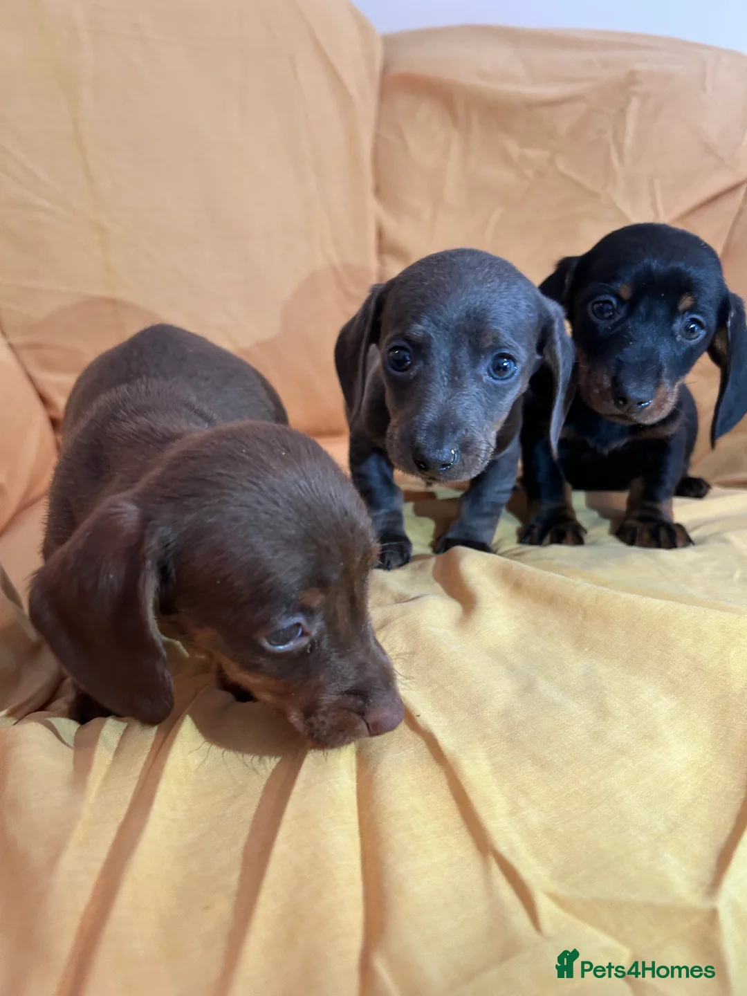 Miniature Dachshund dogs for sale: Miniature dachshund puppies ready now - Advert 6