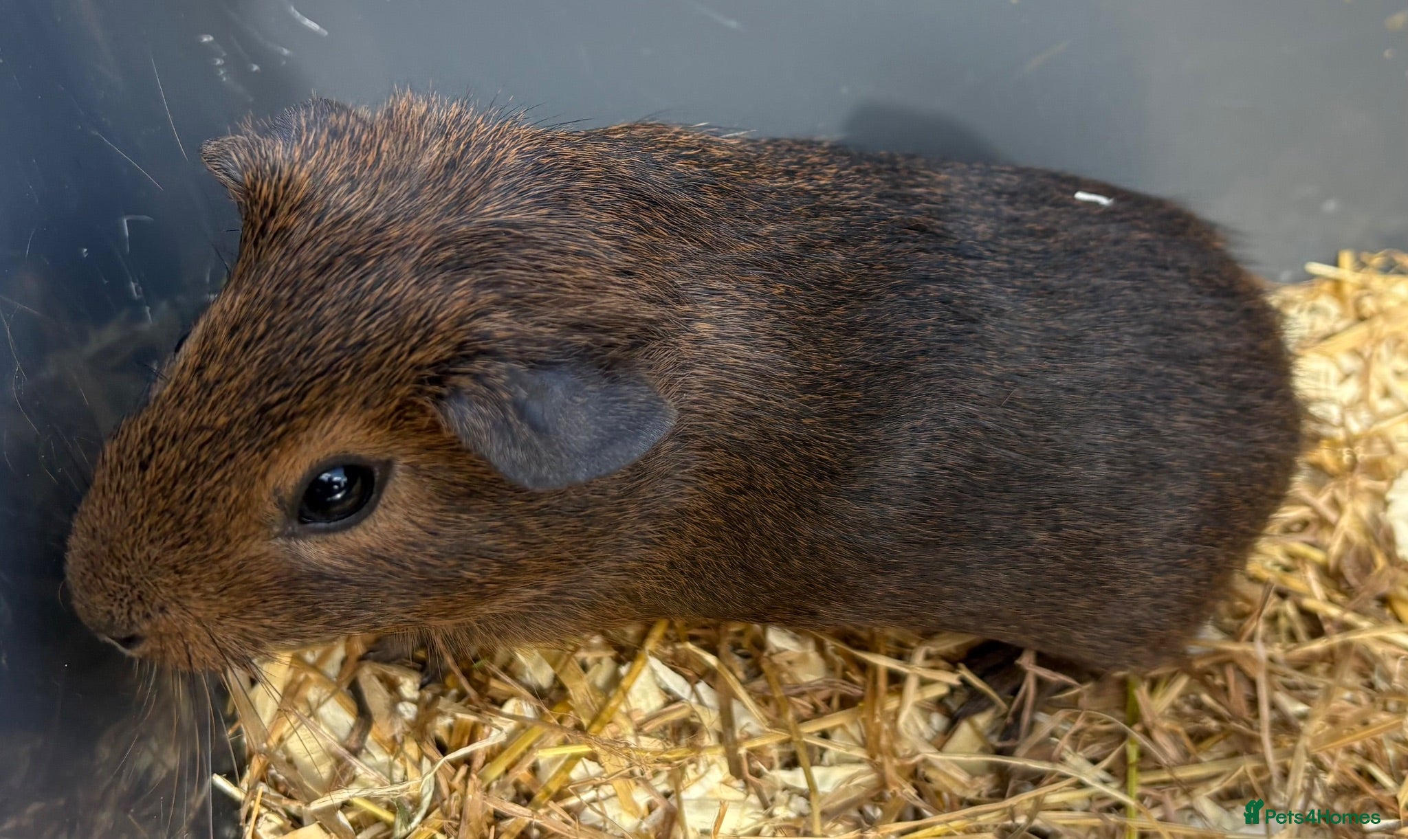 Guinea Pig rodents Baby Girl Guinea Pig - Advert 2