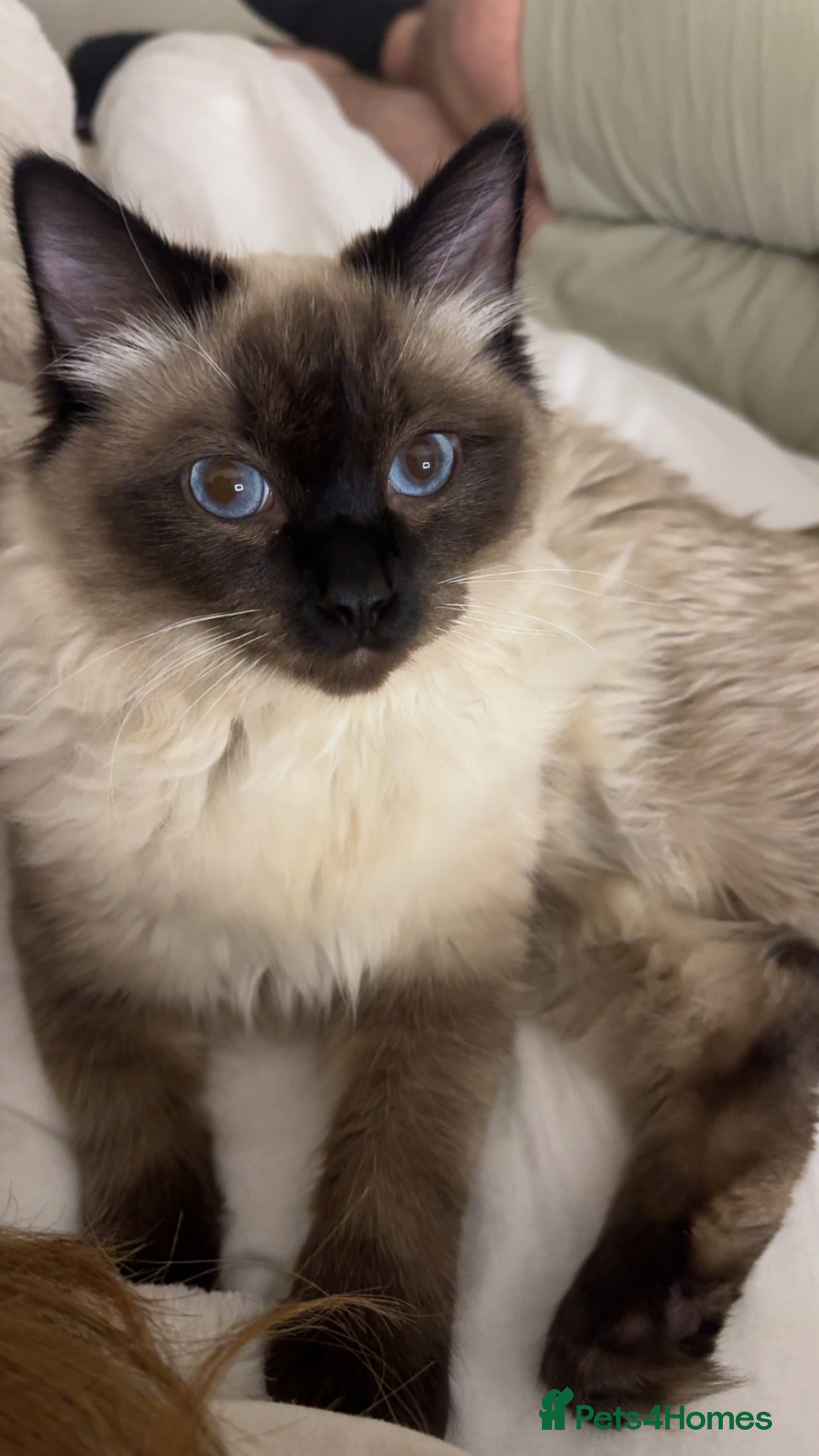 Ragdoll cats Male ragdoll cat - Advert 4