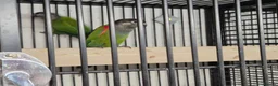 Parakeets birds for sale: FINCHES to parrots - Advert 8