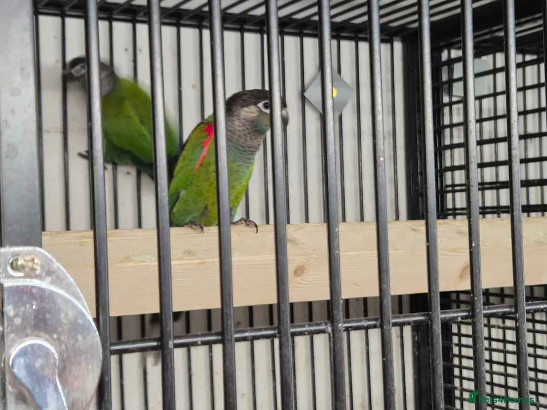 Parakeets birds for sale: FINCHES to parrots - Advert 8