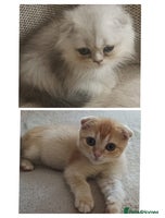 Scottish Fold cats Scottish Fold Kittens ( Delivery available) - Advert 18