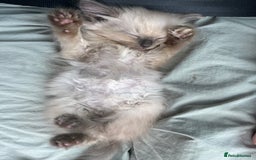 Ragdoll cats for sale: Singular Ragdoll kitten ready to go now! - Image 5