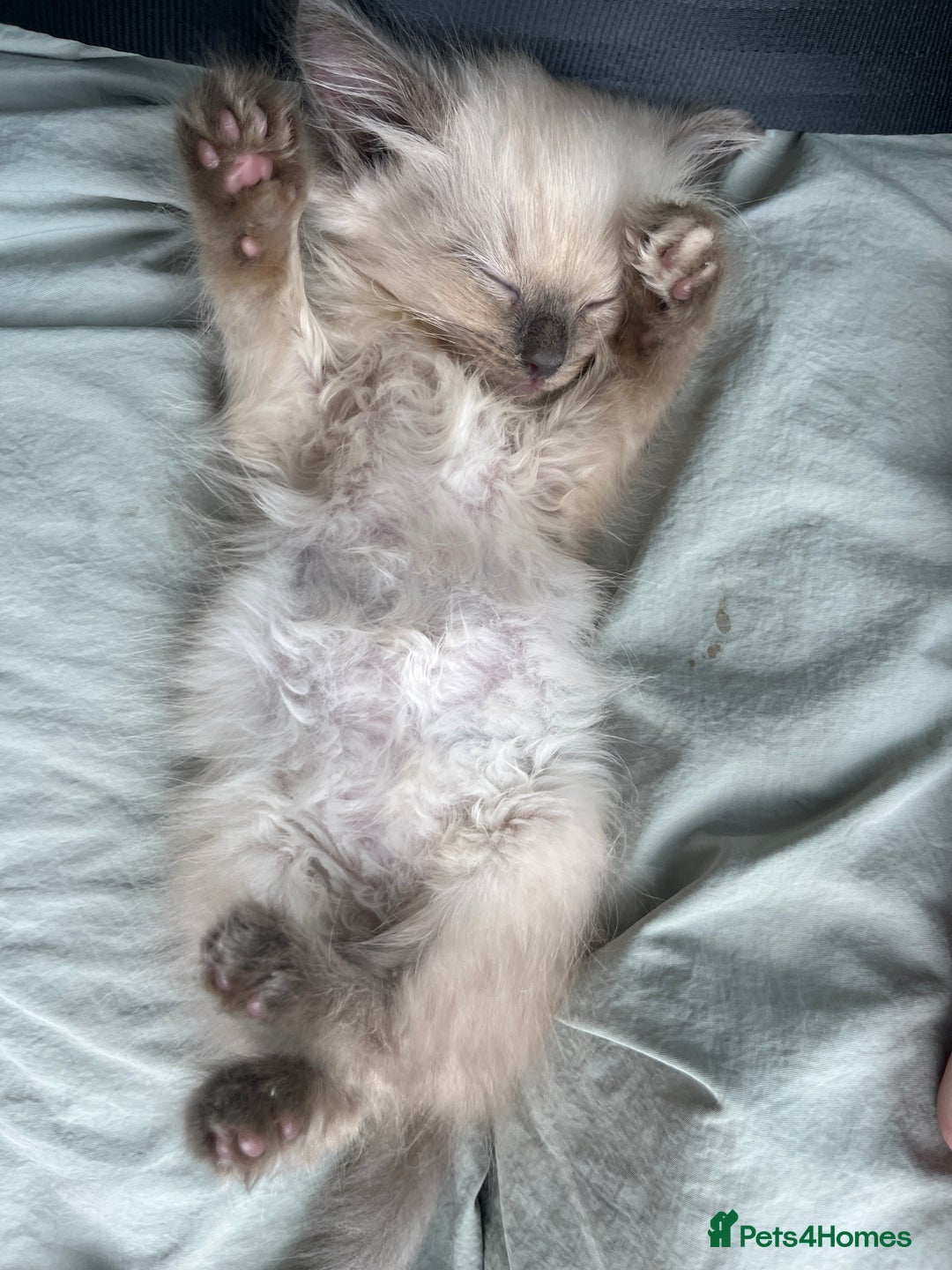 Ragdoll cats for sale: Singular Ragdoll kitten ready to go now! - Image 5