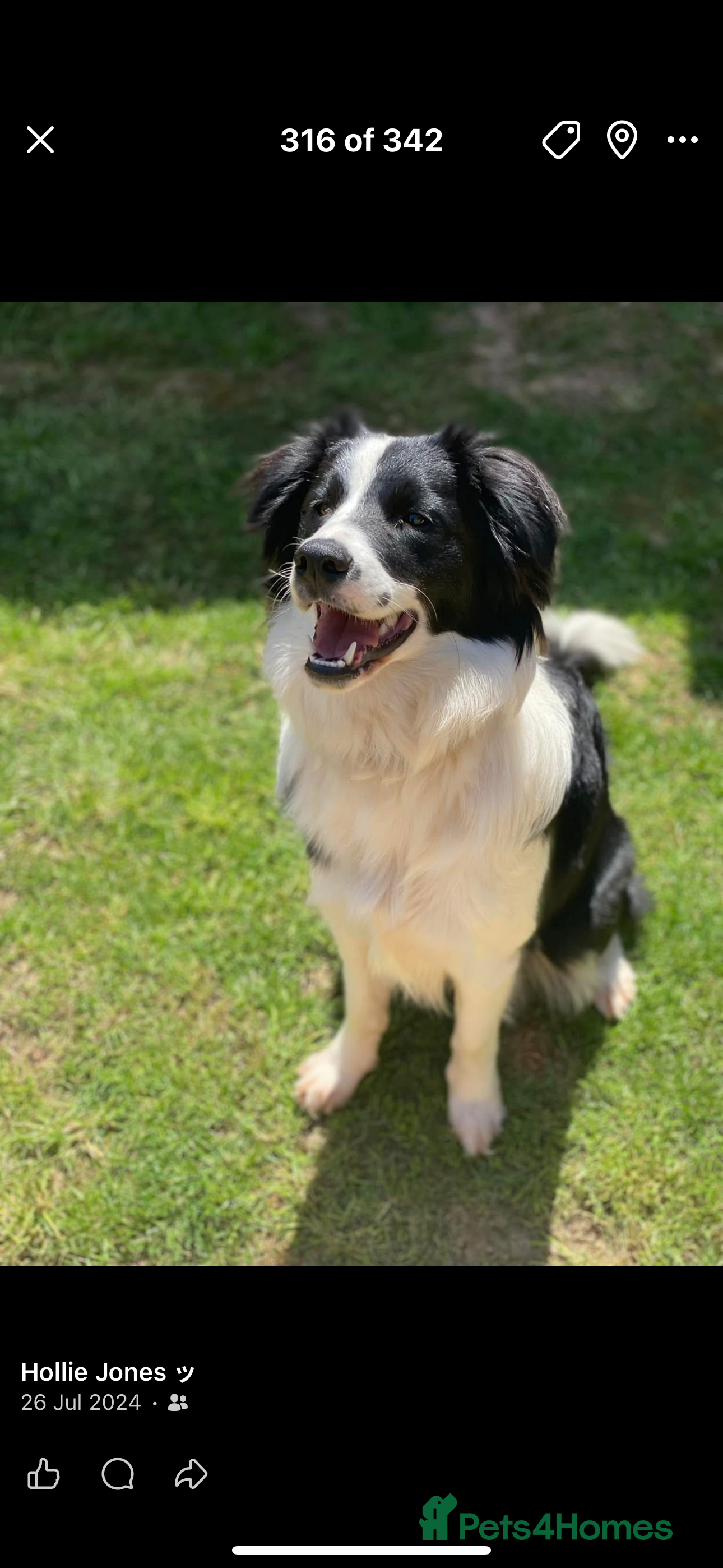 Border Collie dogs Border collie - Advert 4