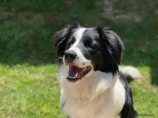 Border Collie dogs Border collie - Advert 4