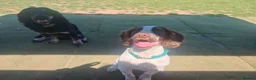 English Springer Spaniel dogs for sale: Rehoming much loved pup in Skegness - Advert 6