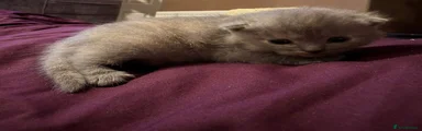 British Shorthair 1