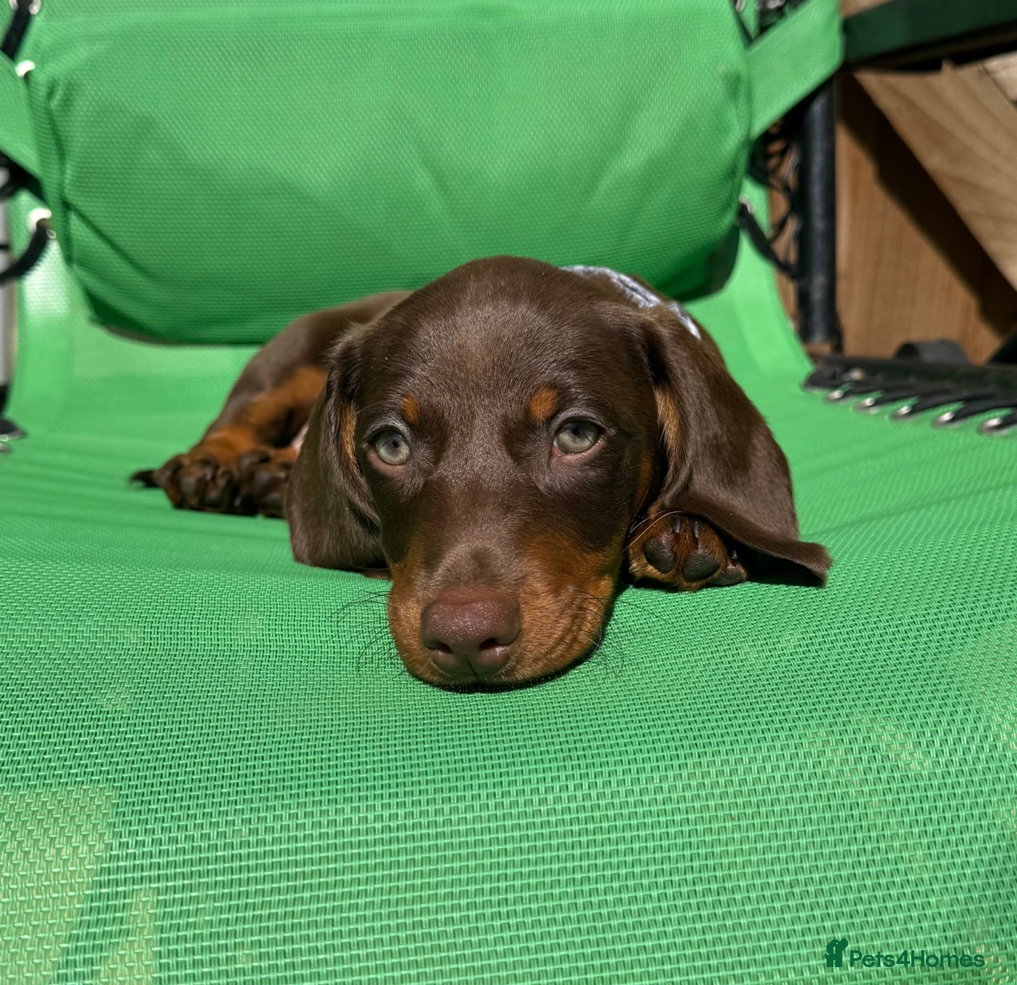 Miniature Dachshund dogs Beautiful PRA Clear Mini Dachshund Puppies  - Advert 2