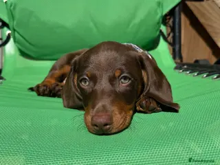 Miniature Dachshund dogs Beautiful PRA Clear Mini Dachshund Puppies - Advert 1