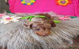 Miniature Dachshund dogs for sale: 3 MINIATURE DUSCHUND PUPPIES  - Image 8