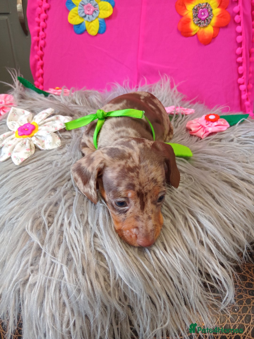 Miniature Dachshund dogs for sale: 3 MINIATURE DUSCHUND PUPPIES  - Image 8
