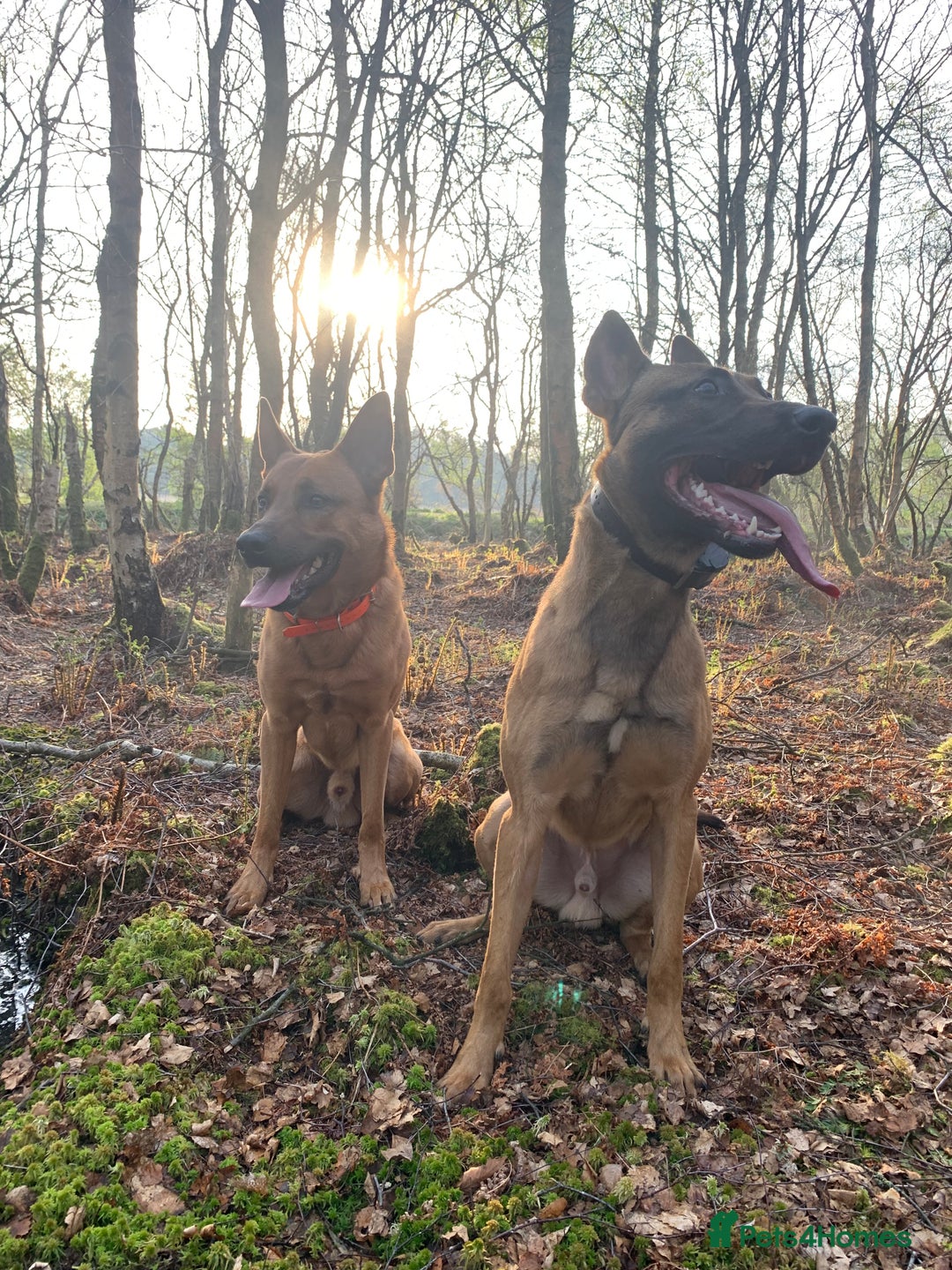 Mixed Breed dogs for sale: Diesel - Trained - In Need Of Home in Paisley - Image 3