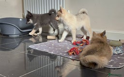 Pomsky dogs for sale: Fully vaccinated, 3 F4 Pomskies. Well socialised. - Image 27