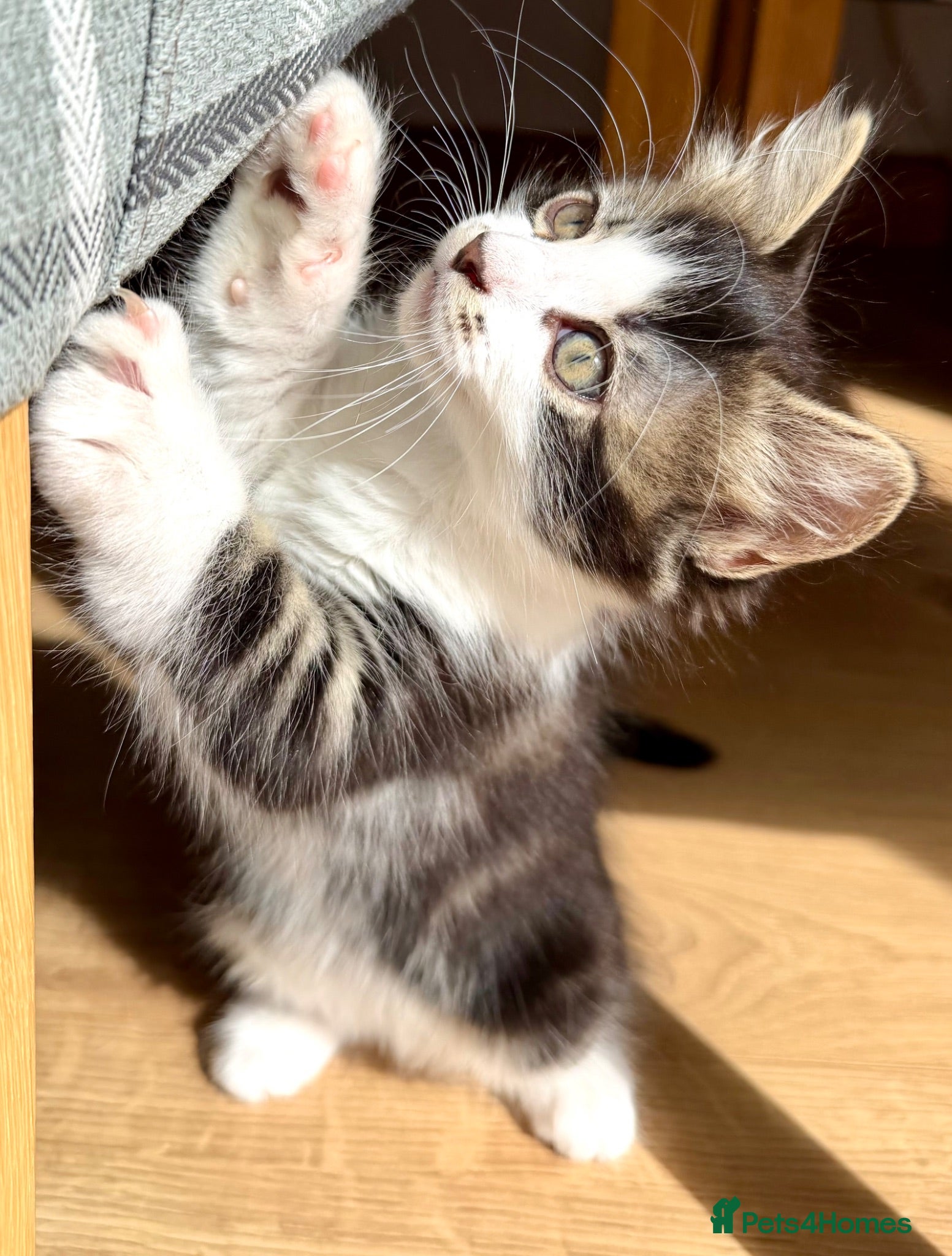 Mixed Breed cats LITTER TRiED 5 Adorable Tabby Kittens 💕💕💕💕💕 - Advert 1