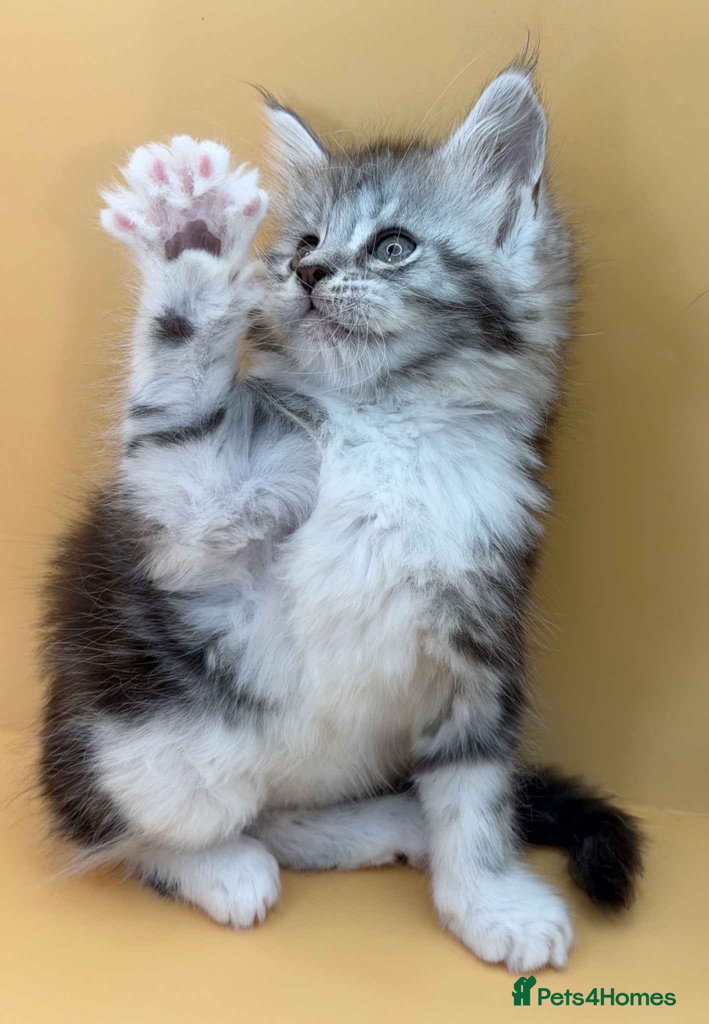 Maine Coon cats Maine Coons with Tests, Papers, Vet Checks & Vacc. - Advert 17