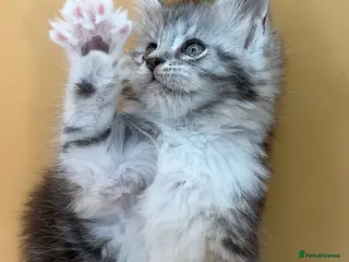 Maine Coon cats Maine Coons with Tests, Papers, Vet Checks & Vacc. - Advert 17