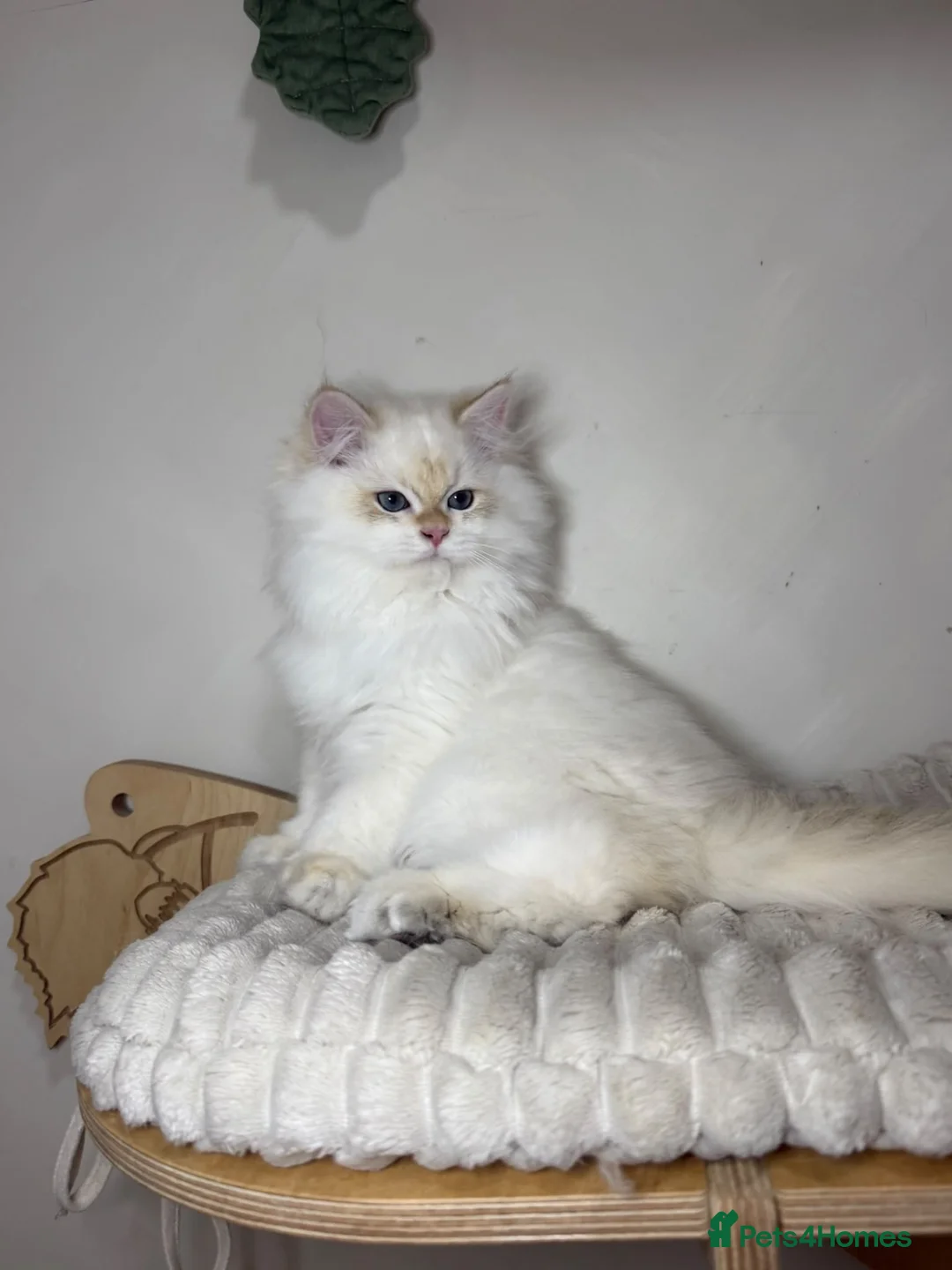 British Longhair cats for sale: VET BRED BLH BOY GCCF REG  - Advert 2