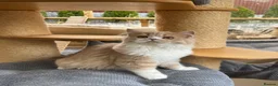 British Longhair cats for sale: Adorable girl - Advert 1