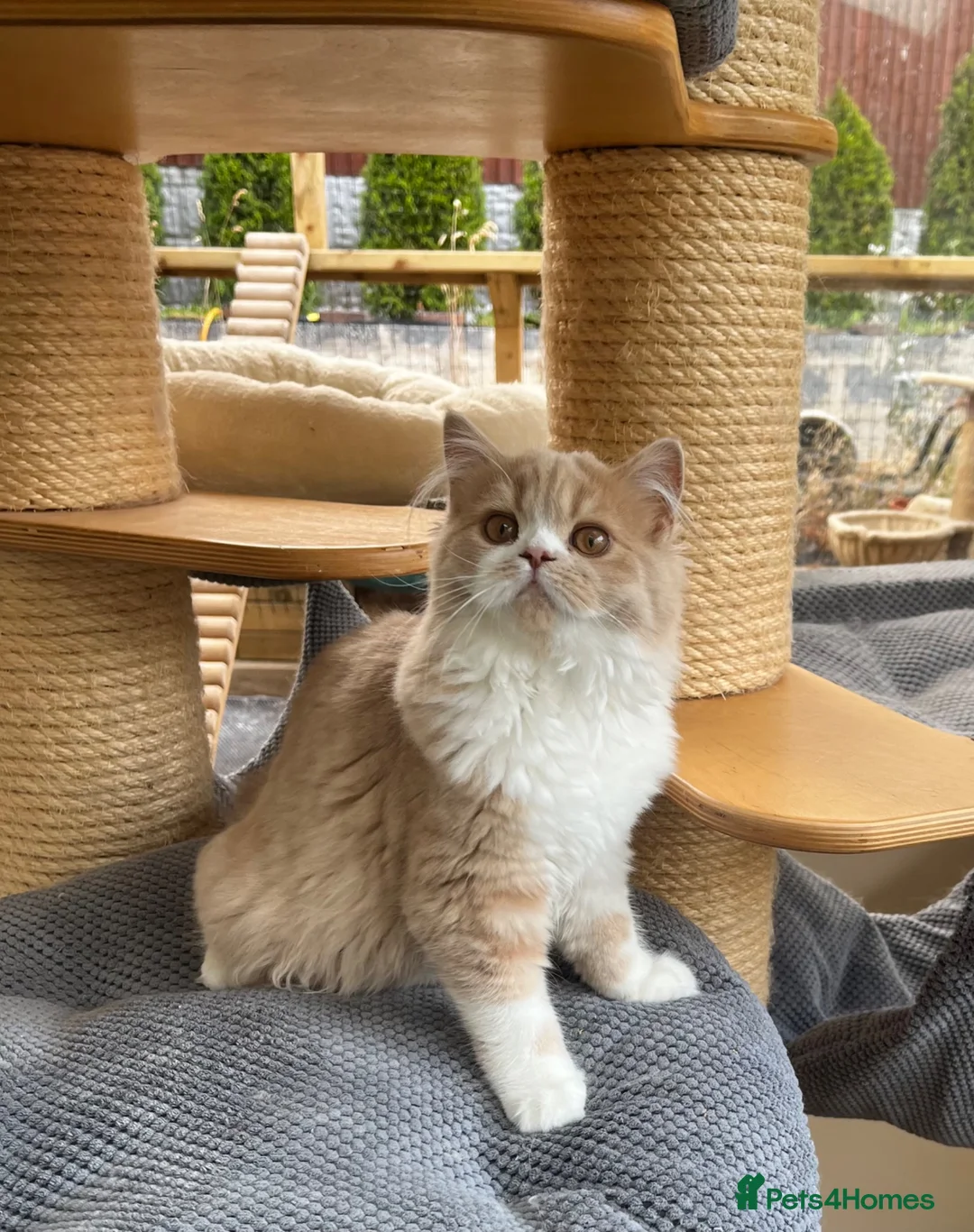 British Longhair cats for sale: Adorable girl - Advert 1