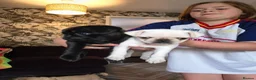 Pug dogs for sale: Beautiful pugs for sale - Advert 4