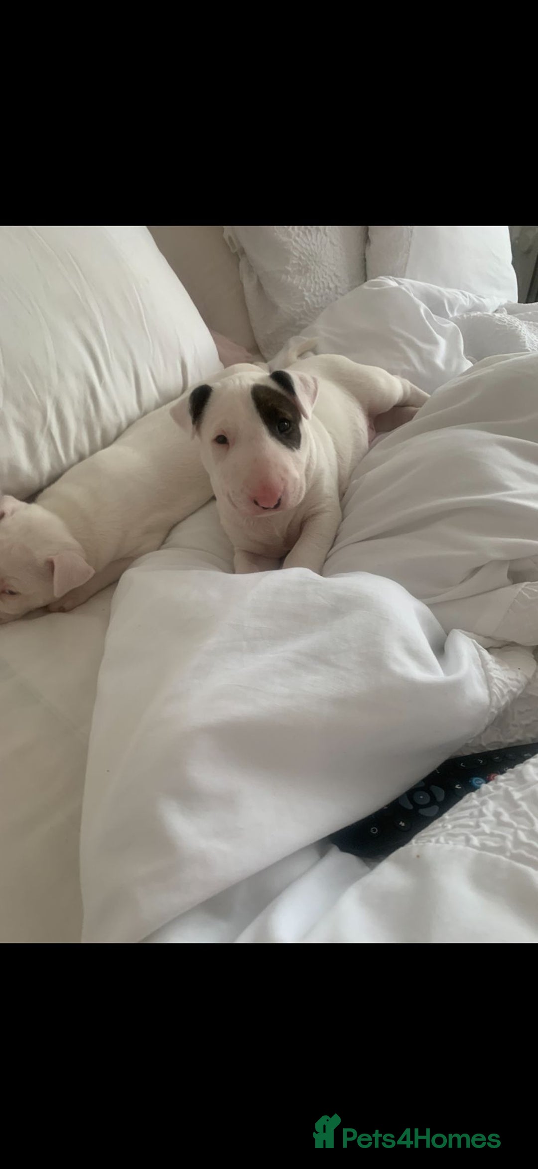 English Bull Terrier dogs for sale: English bull terierr puppies for sale  - Image 4