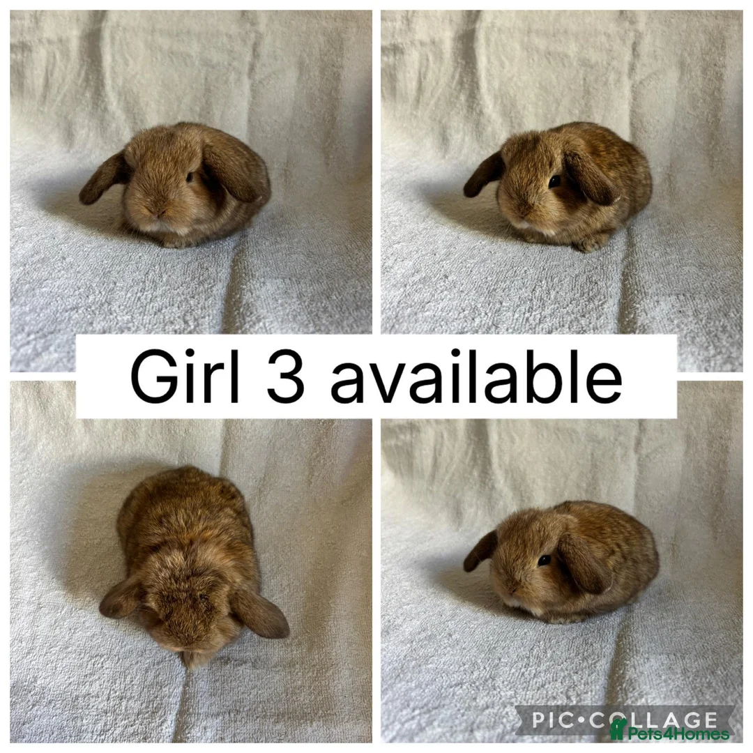 Mini Lop rabbits for sale: 6 beautiful baby mini lops ready to reserve - Advert 6