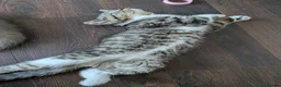 Exotic cats for sale: Beautiful exotic kittens - last beautiful boy  - Advert 3