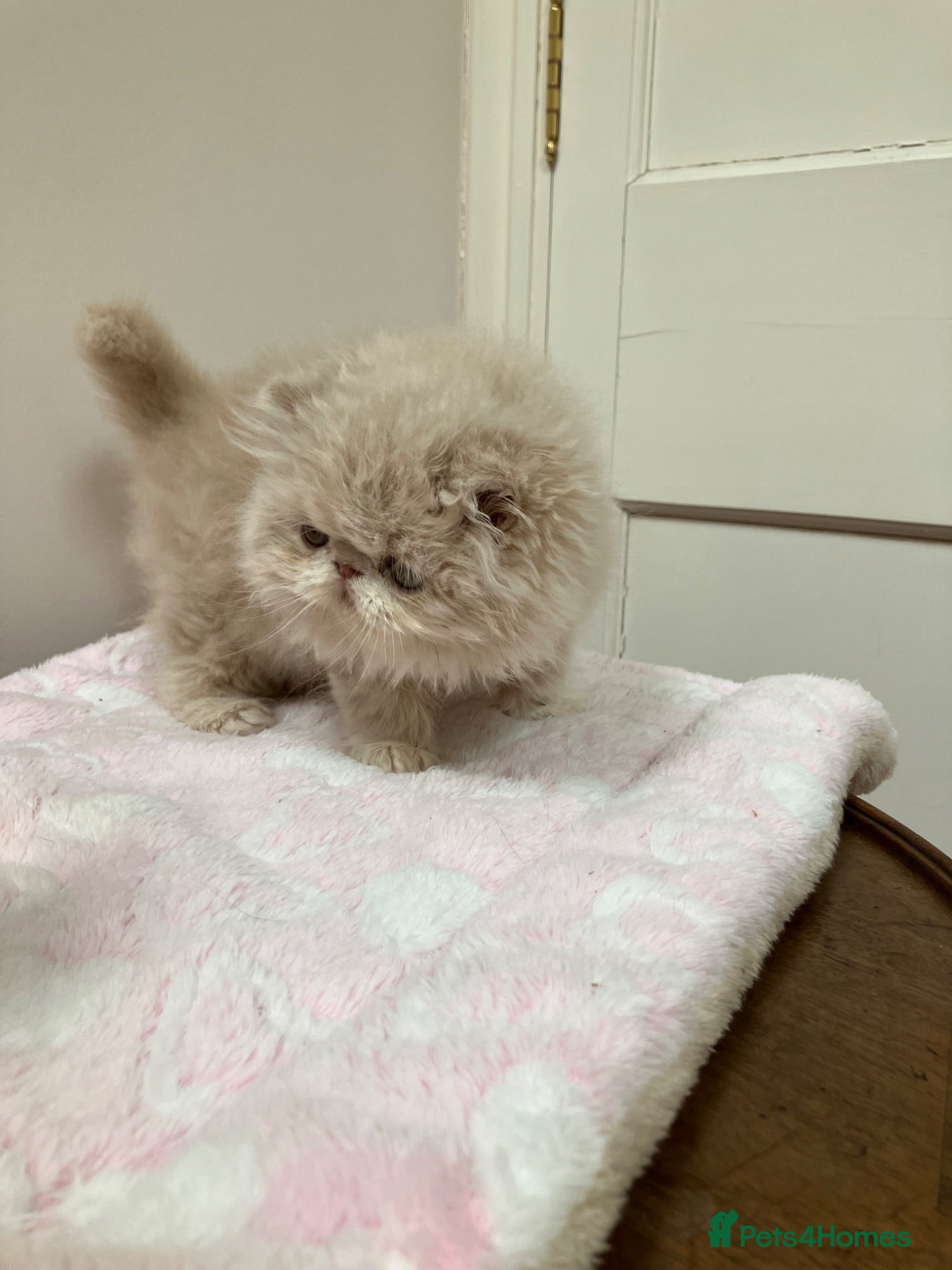 Persian cats Noushafarin GCCF hobby breeder - Advert 2