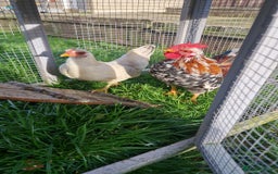 Chickens poultry for sale: Serama - Image 2