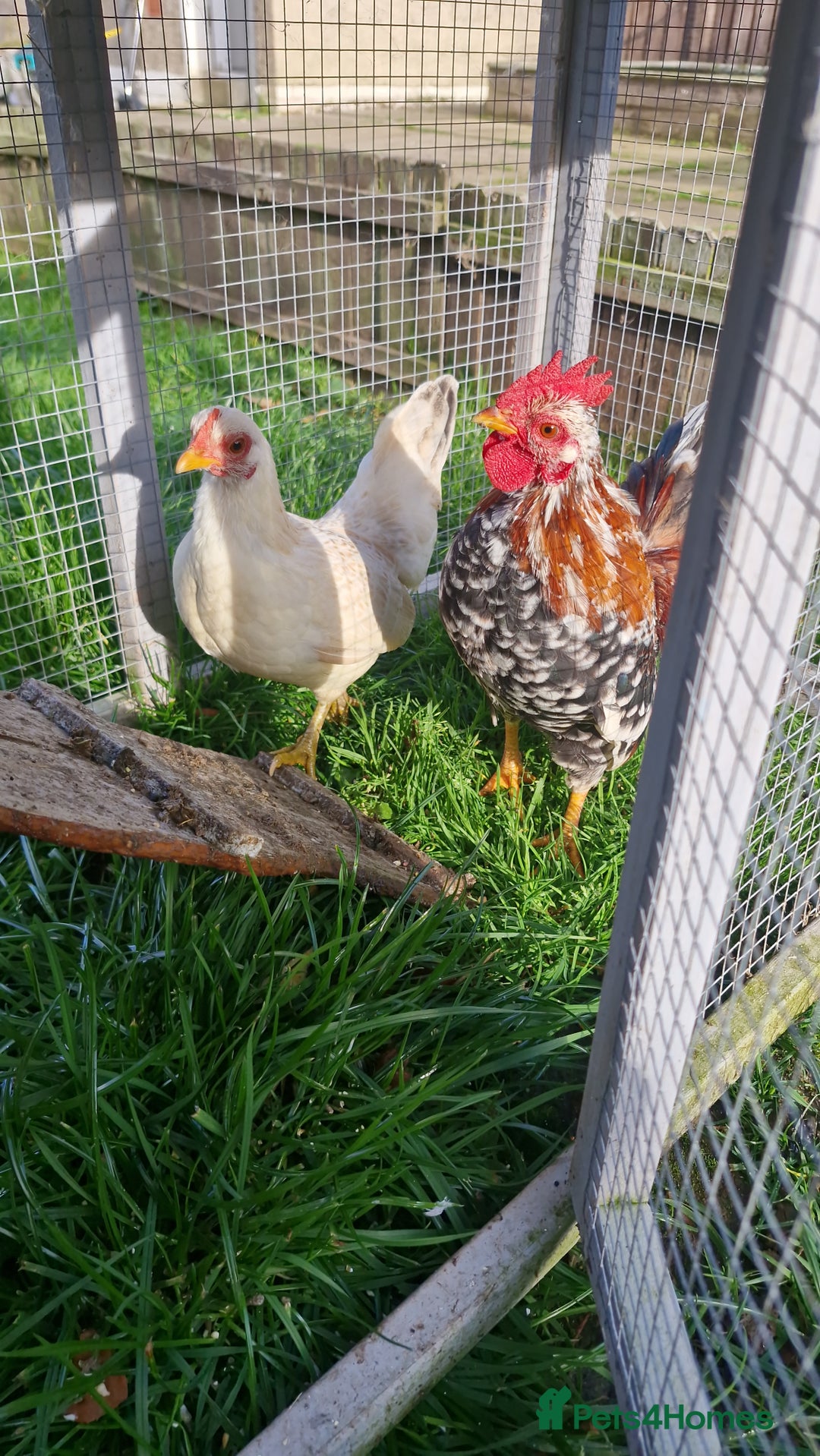 Chickens poultry for sale: Serama - Image 2