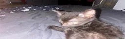 Mixed Breed cats for sale: Kittens ready now - Advert 3