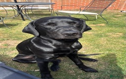 Labrador Retriever dogs for sale: Looking to rehome Arlo  - Image 2