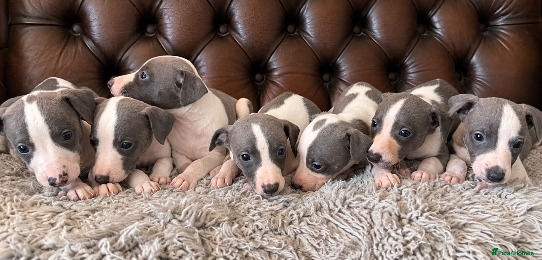 Whippet dogs ✨ EXCEPTIONAL PEDIGREE WHIPPETS  - Advert 1