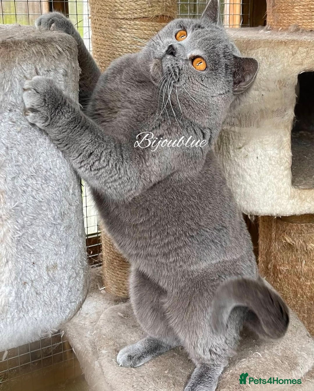 British Shorthair cats for sale:  ❤️Adorable British Shorthair Kittens❤️ - Advert 10