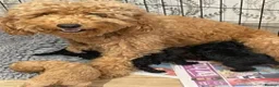 Labradoodle dogs for sale: f3 miniature labradoodles puppies in Chard - Advert 8
