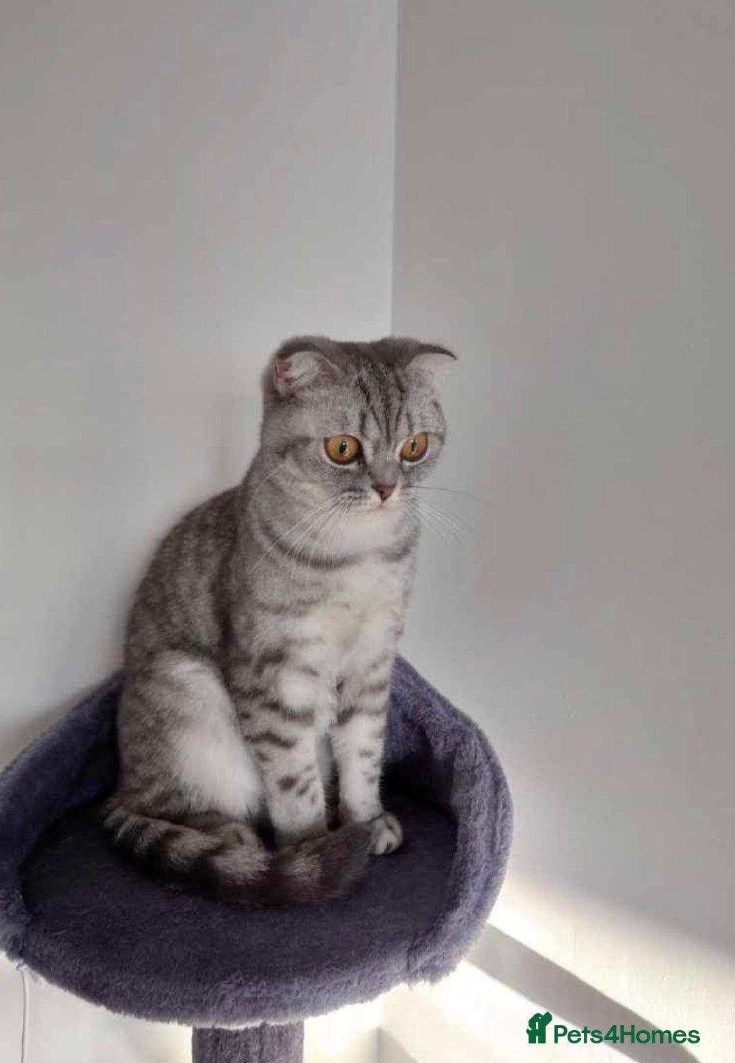 British Shorthair cats Scottish Shorthair and British Shorthair  - Advert 2