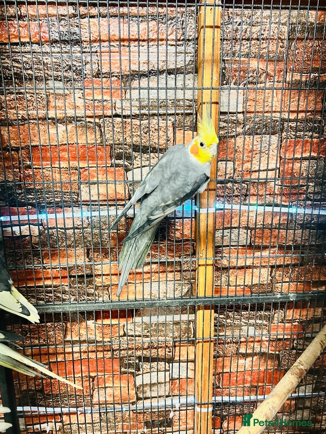 Cockatiels birds for sale: Various cockateils for sale  - Advert 9