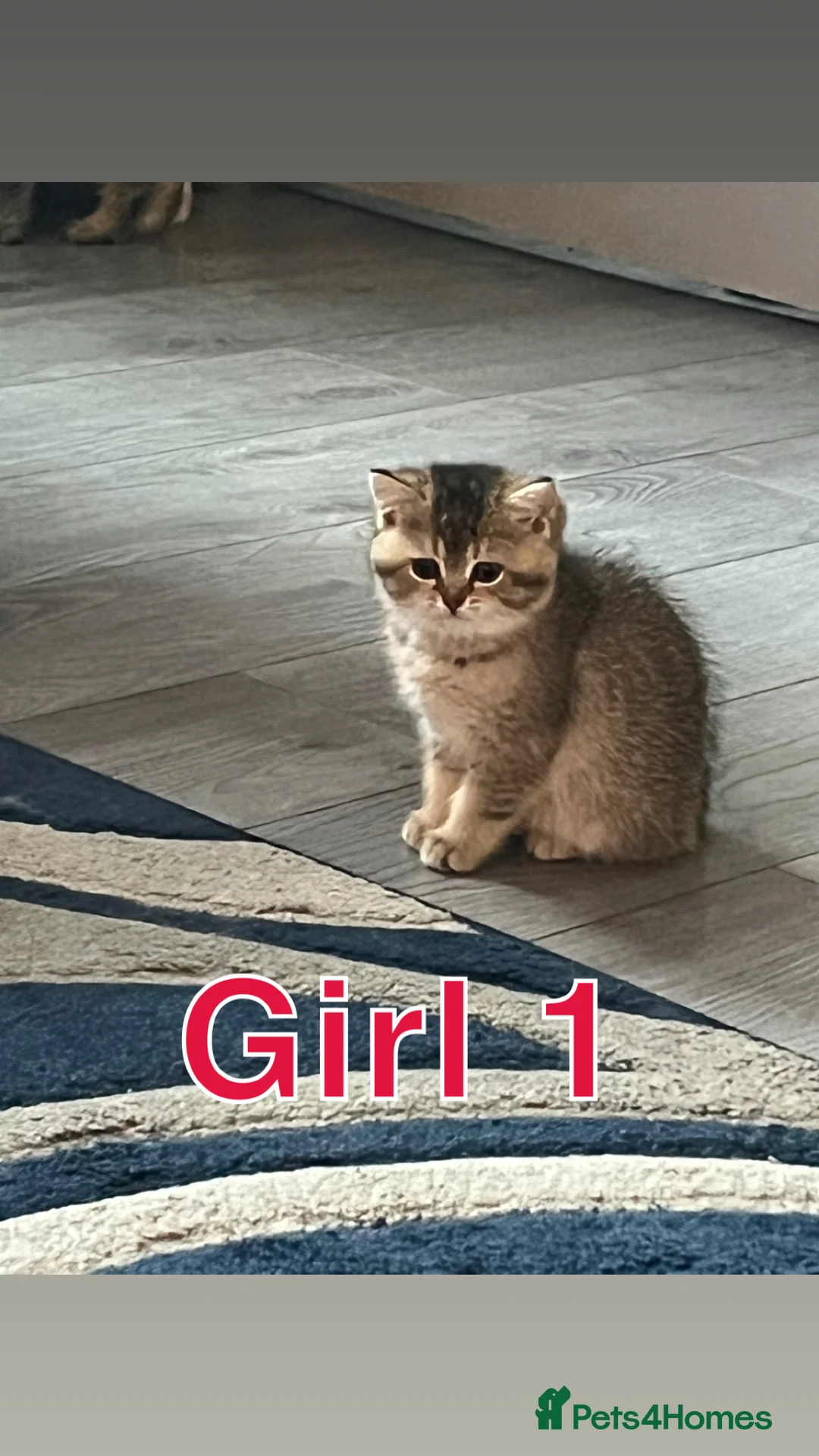 British Longhair cats for sale: British Semi Haired Kittens - Advert 2