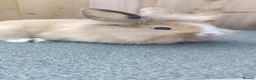 Mixed Breed rabbits for sale: Baby rabbits - Advert 2
