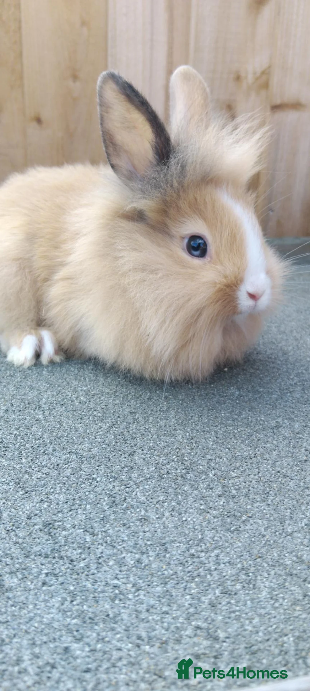 Mixed Breed rabbits for sale: Baby rabbits - Advert 2
