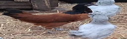 Chickens poultry for sale: Vorverk large fowl all female  - Advert 1