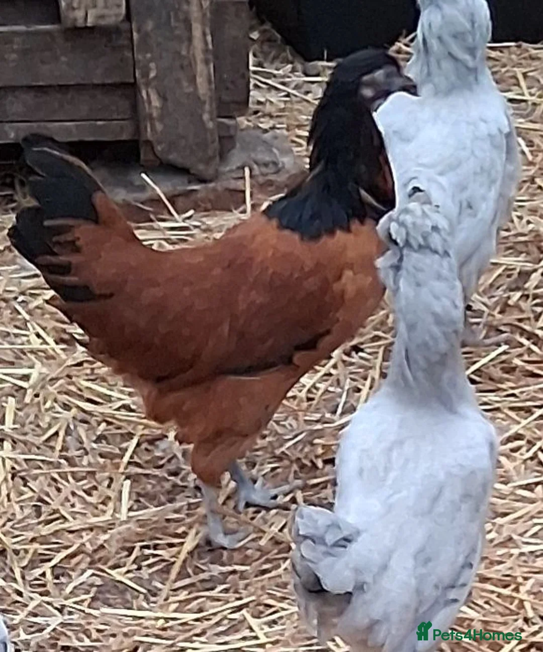 Chickens poultry for sale: Vorverk large fowl all female  - Advert 1
