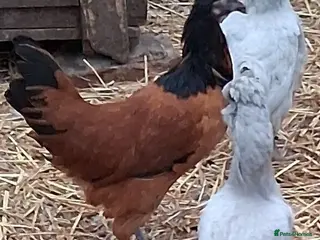 Chickens poultry Vorverk large fowl all female - Advert 1