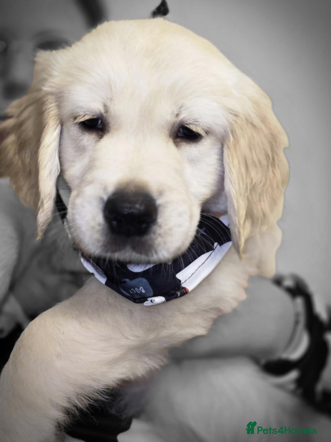 Golden Retriever dogs for sale: Beautiful KC Golden Retriever Babies  - Image 13